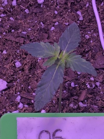 Help me please first timer NOOB