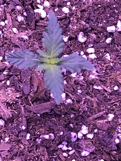 Help me please first timer NOOB