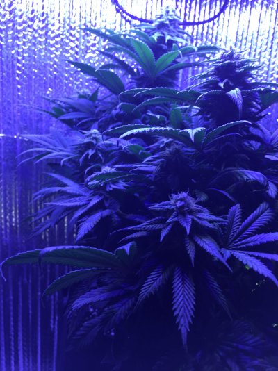 are-they-ready-for-harvesting-12.jpeg