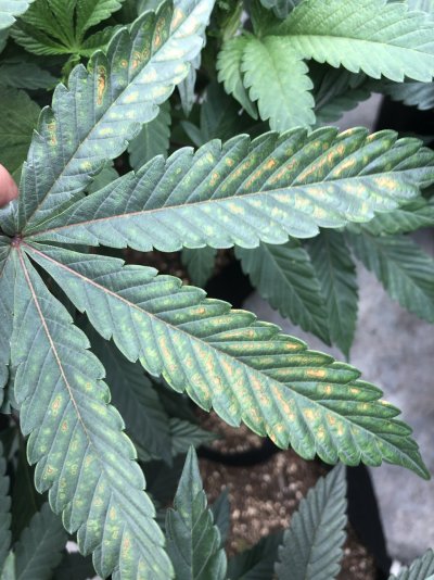 What could this deficiency help