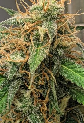 Let's See Your Frostiest Flowers