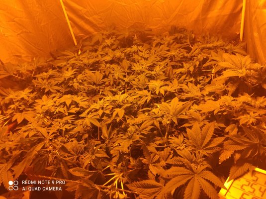 using-organic-nutrients-does-it-make-a-difference.jpg