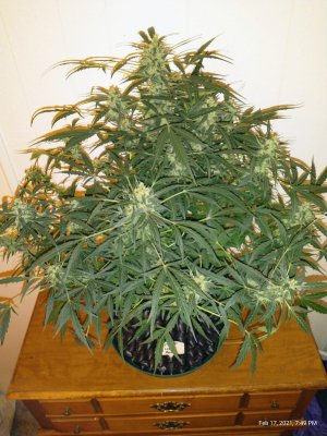 Auto grow update Green Crack, Lemon Auto, Sour Diesel, Alaskan Purple...