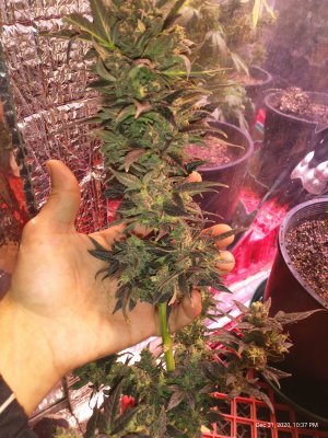 The Growers choice seeds Autoflower Log #criticalpurple #pineappleexpress