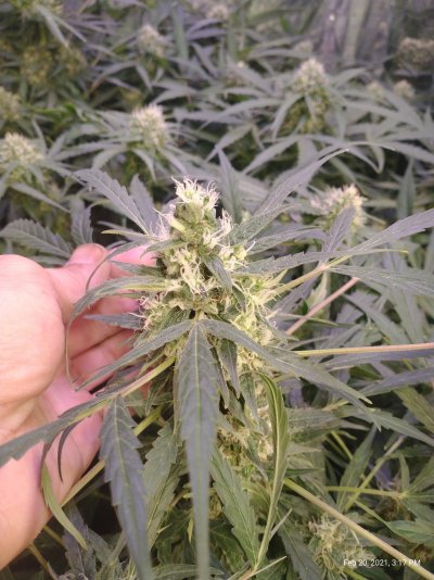 Are these Foxtail growth on my lemon Auto...