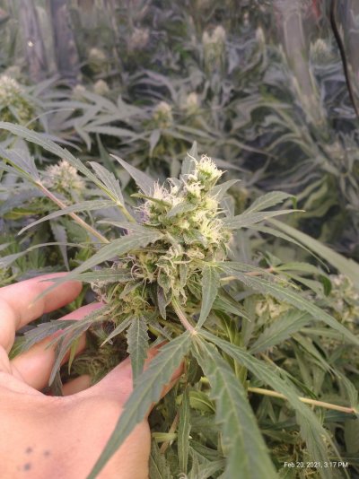 Are these Foxtail growth on my lemon Auto...
