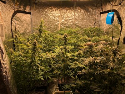Fems: Irie Bebop, Golden Goat, Sannie Sugar Punch, Ethos Planet of the Grapes