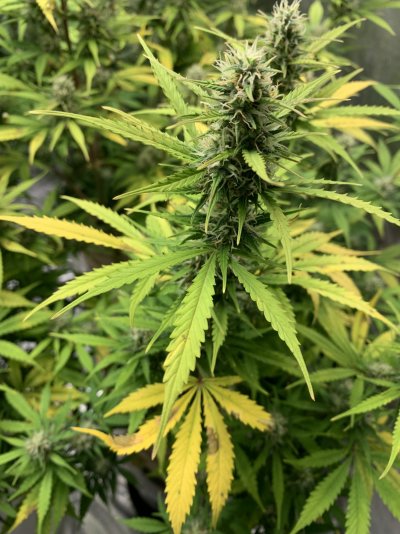 Help 1st grow yellow leaves