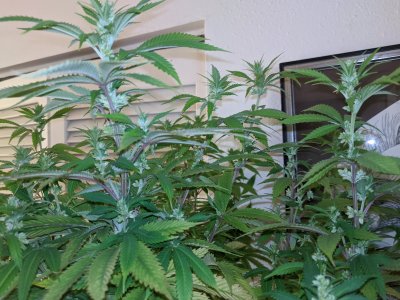 Grape Ape Breeding stocks. - Copy.jpg