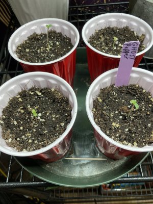 Keymaker's perpetual organic grow journal.