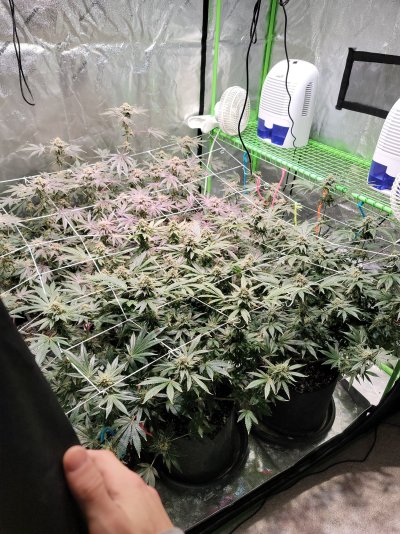 First grow what do you guys think?