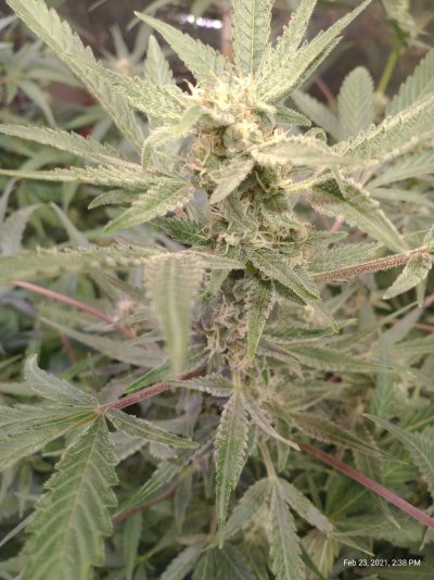 Outta 4 different Autos my Sour Diesel has the most trichome production...