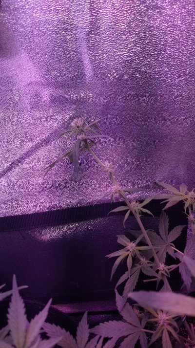orange-pistils-2-weeks-into-flower.jpg