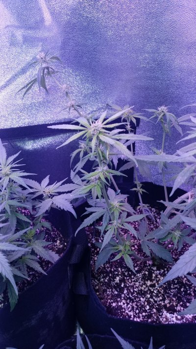 orange-pistils-2-weeks-into-flower-2.jpg