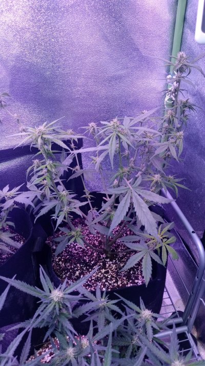 orange-pistils-2-weeks-into-flower-5.jpg