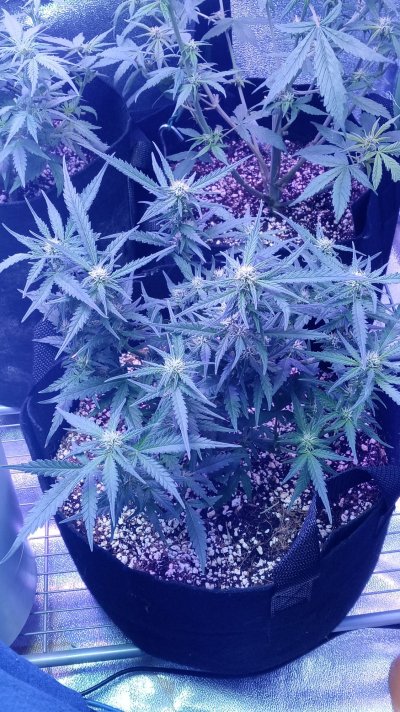 orange-pistils-2-weeks-into-flower-7.jpg