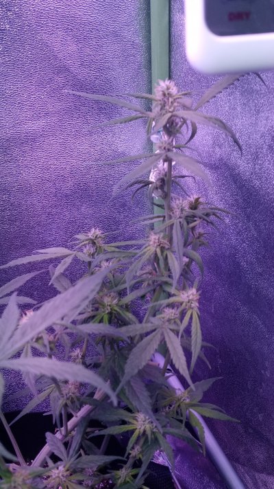 orange-pistils-2-weeks-into-flower-9.jpg