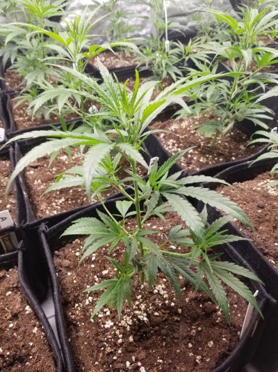 lower-leaves-curling-down-help-7.jpg