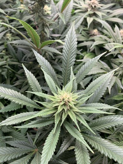 how-much-do-you-defoliate-if-at-all-3.jpeg