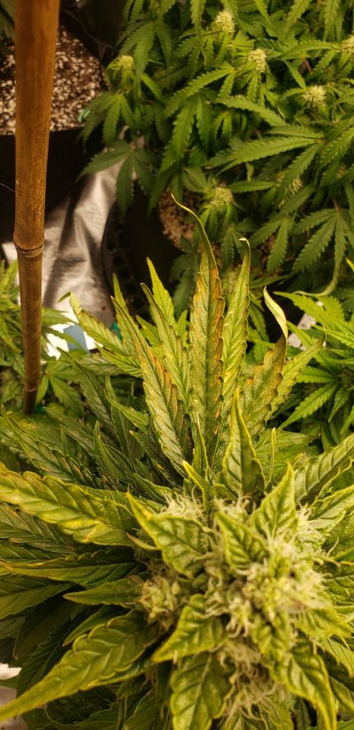 need-help-diagnosing-problem-with-my-plant-please-2.jpg