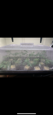 first-time-cloning-day-1-lumens-lux-watts-ppfds-im-beyond-confused--and-starting-to-think-my-l-5.png