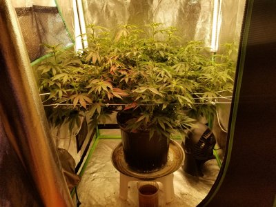 BigCube's grow show and tell.