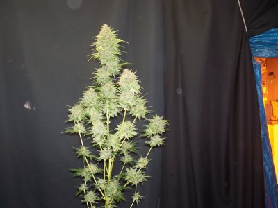 100_5209.JPG