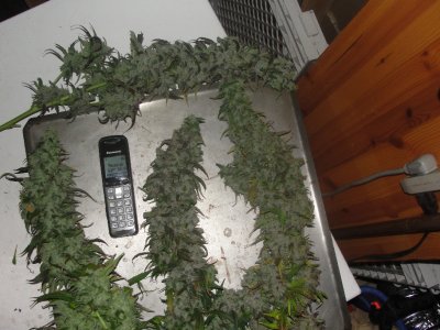 I Like Big Buds and I Cannot Lie! Indoor growers: Let's see your biggest buds.