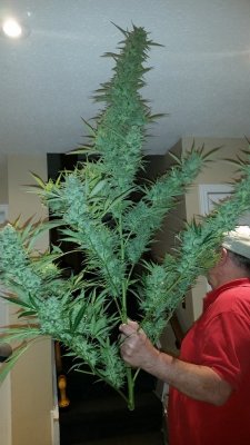 I Like Big Buds and I Cannot Lie! Indoor growers: Let's see your biggest buds.