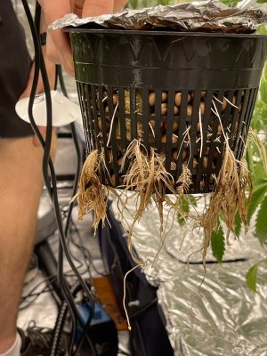 Root problems or nutrition stain?
