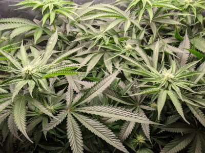 Tales from a Black Thumb:  Round 3 - Let's try clones!  Sherbet Queen