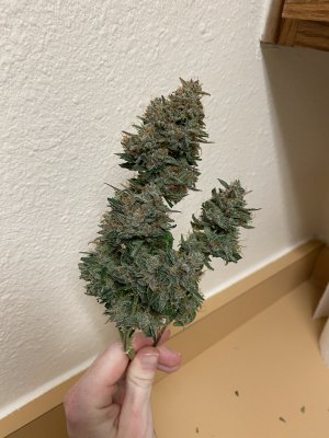 First time indoor grow
