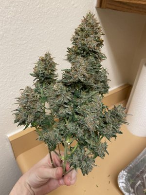 First time indoor grow
