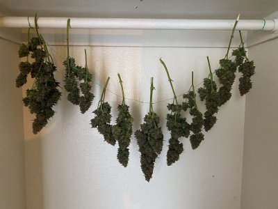 First time indoor grow