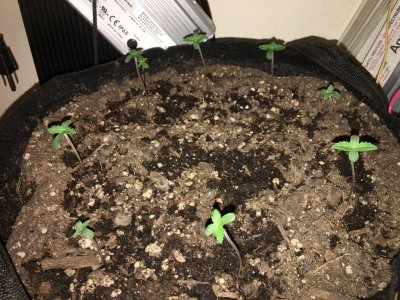 pot2.jpg