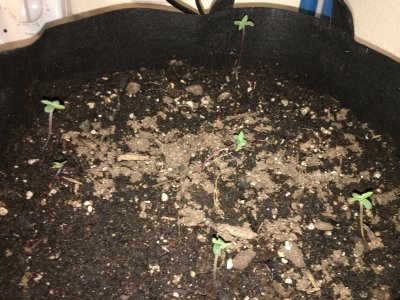 pot7.jpg