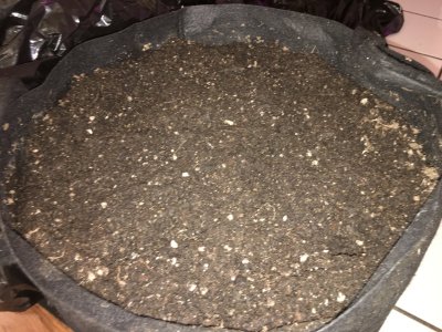 pot3.jpg