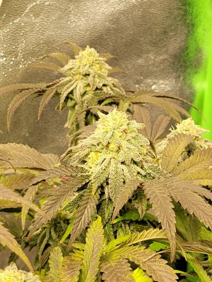 Let's See Your Frostiest Flowers
