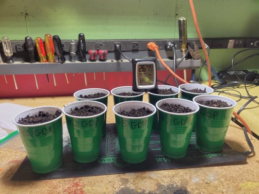 Grand daddy Purp From Seed....a 12 pack of Plants.