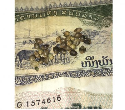 thai strains2.JPG