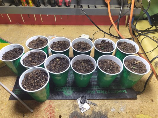 Grand daddy Purp From Seed....a 12 pack of Plants.