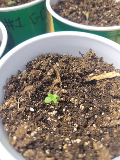 Grand daddy Purp From Seed....a 12 pack of Plants.