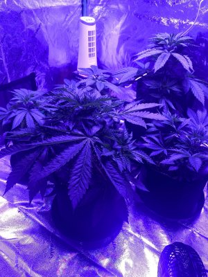 KLM Prodanktions: The GrowLog Prologue