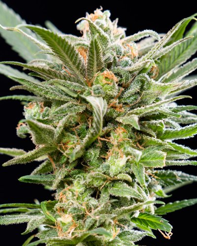 Photographing my lady - Durban Dream (Durban Poison X Blue Dream)