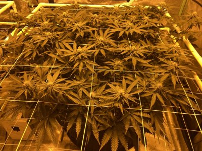 Node growing at sex site of plant