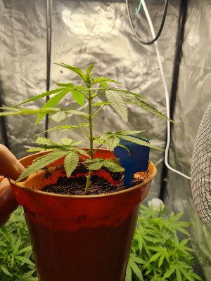 uk clone only strains,uk bred strains
