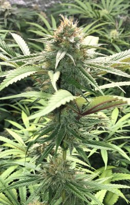 Fems: Irie Bebop, Golden Goat, Sannie Sugar Punch, Ethos Planet of the Grapes