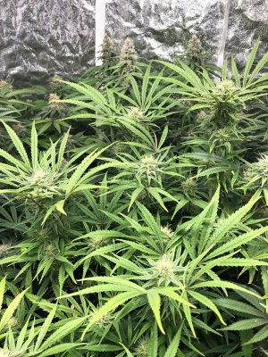 Fems: Irie Bebop, Golden Goat, Sannie Sugar Punch, Ethos Planet of the Grapes