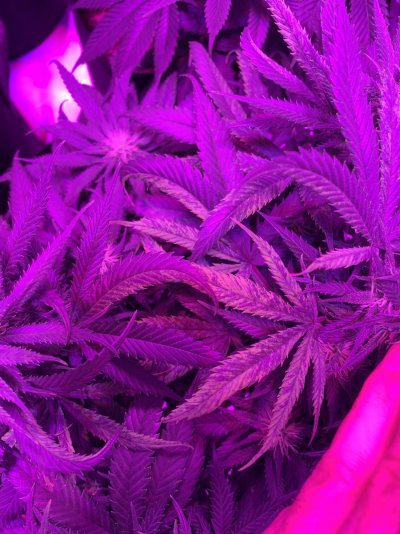 twisted-s-shaped-leaves-during-flower.jpeg