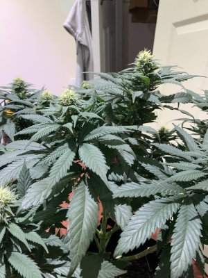 35A2FF1E-D4A8-458C-A25B-AD8F9AE10478.jpeg